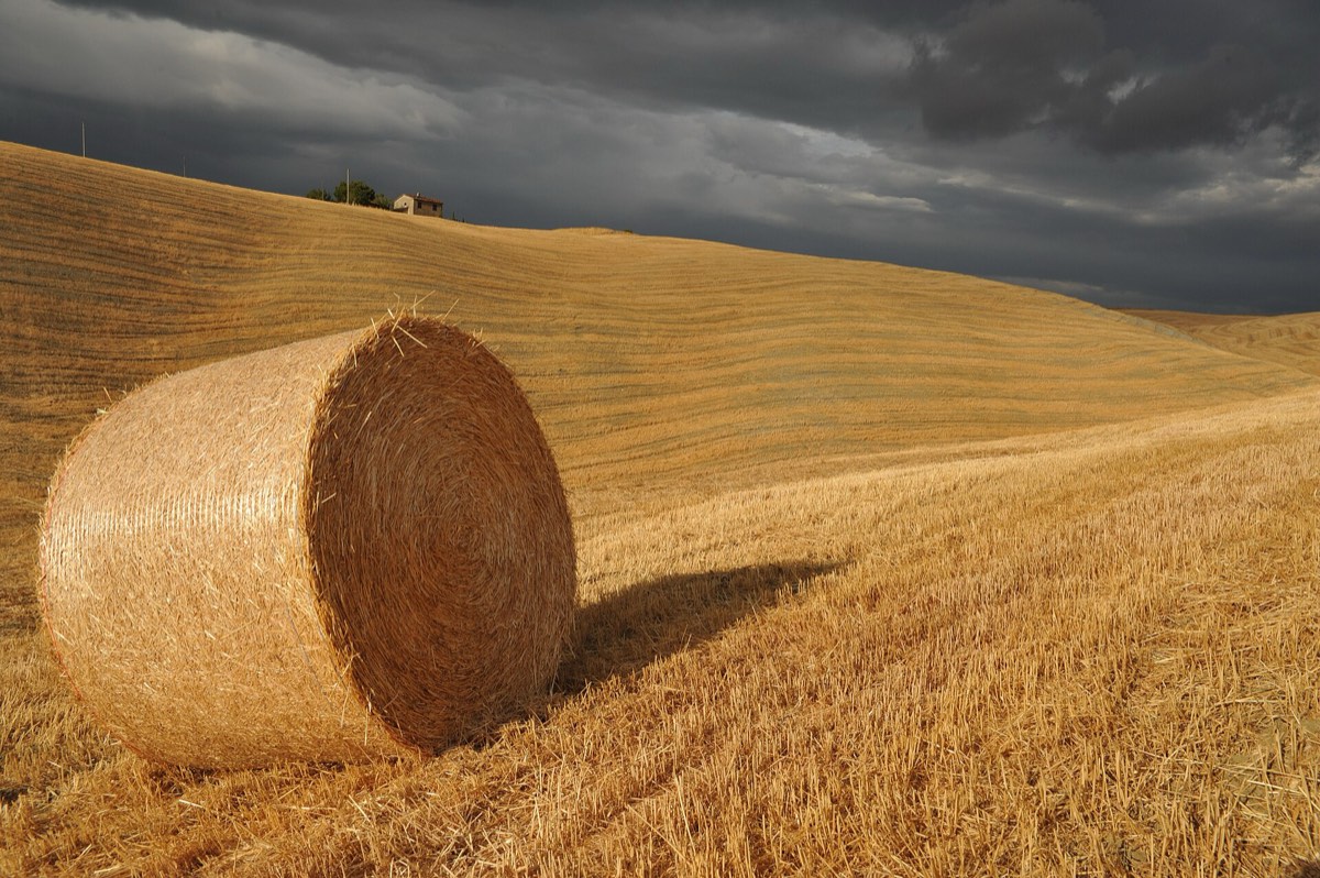 Golden hills at dusk in the Val d'Orcia, Tuscany