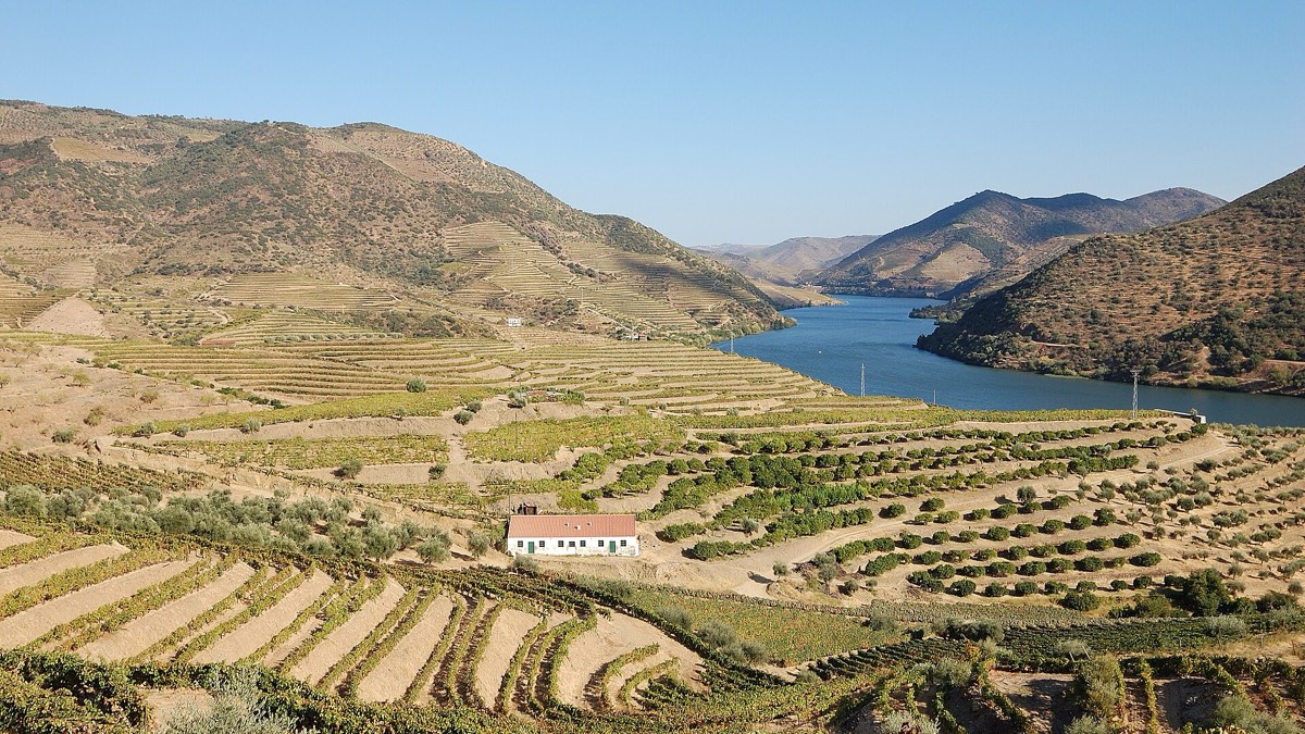 Terraced vineyards above the Douro river in northern Portugal