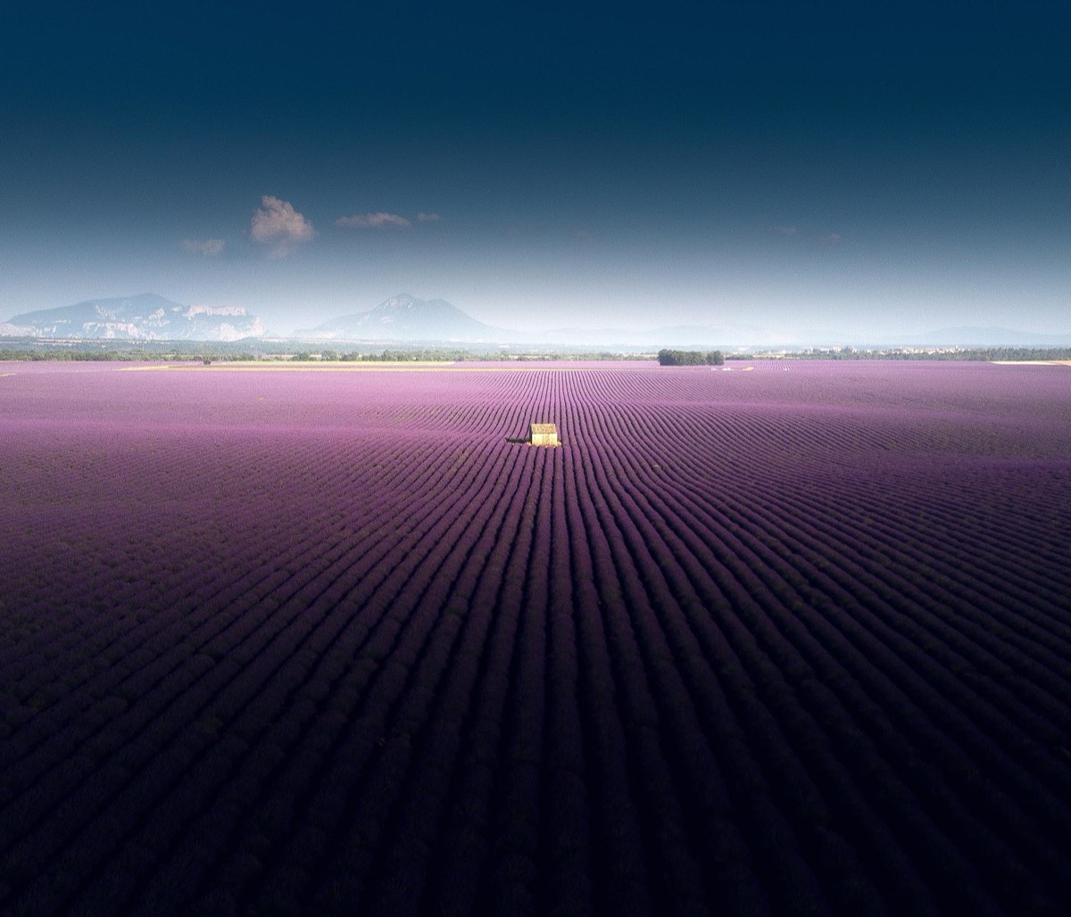 Rows of lavender stretching across the Valensole plateau in Provence